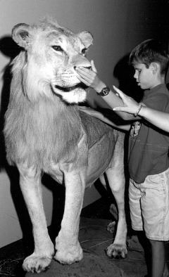 Kyle Conley of Ohio meets a lioness.