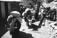 Yaks carry team equipment through the Khumbu on the way to the base camp on Ama Dablam