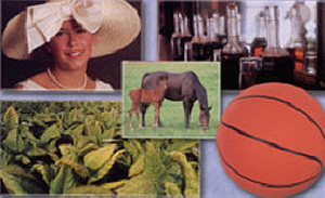 A collage of Kentucky pictures.