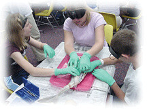 Shark dissection
