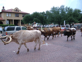 Cattle drive of longhorns down Exchange Boulevard in Ft. Worth