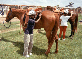 Two Buddies learn to groom horses.