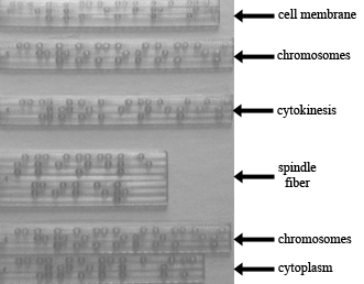 Shows 3D print of terms in braille to be used in identifying a tactile learning object.