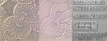 Three 3D prints combined in a horizontal display as a first suggested way to combine the original 3D print of a cell in telophase of mitosis with a 3D printed line graphic and 3D printed braille list of terms to identify.