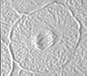 3D prints of light microscope slide images of whitefish blastula cells in mitosis with anaphase shown.